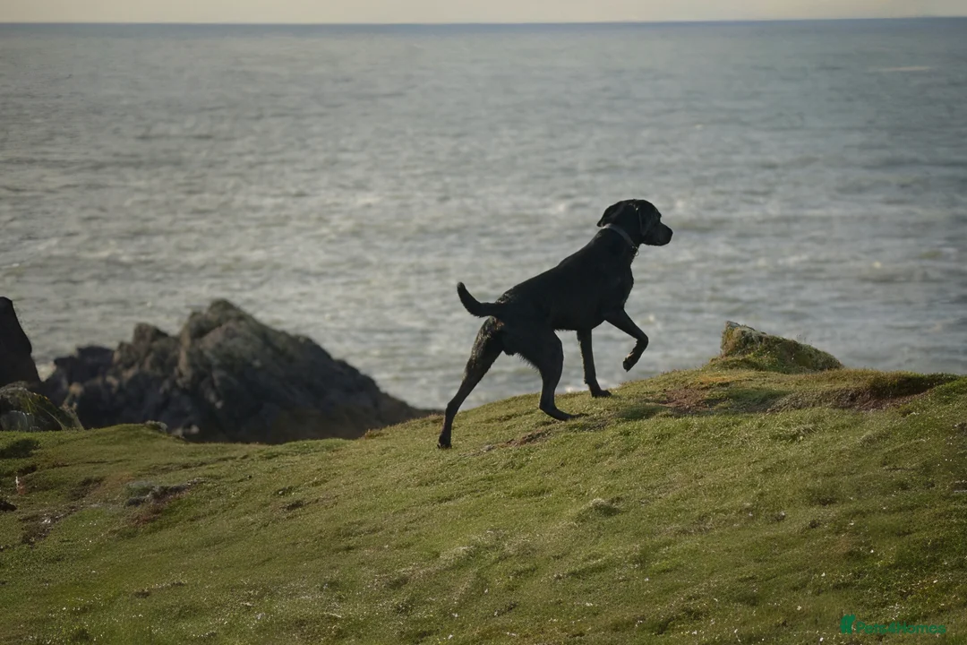 Labrador Retriever dogs for stud: Black Labrador Stud in Denbigh - Advert 2