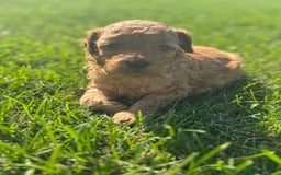 Miniature Poodle dogs for sale: KC registered Miniature Red poodles for Sale - Image 11