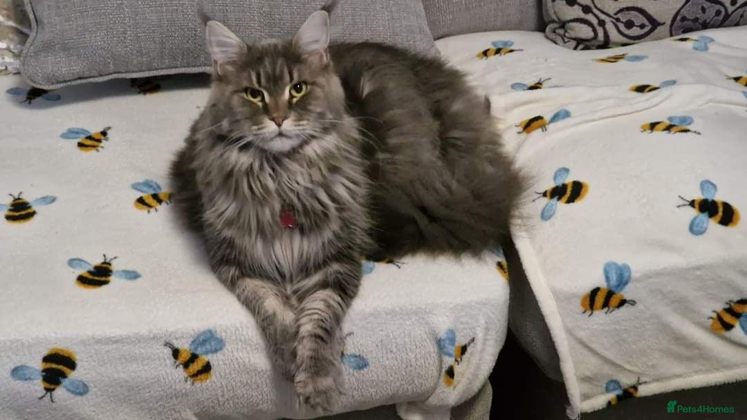 Maine Coon cats Stunning Dolly tica registered blue ticked tabby - Advert 2