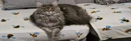 Maine Coon cats for sale: Stunning Dolly tica registered blue ticked tabby - Advert 2