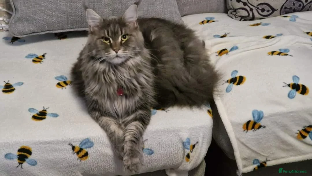 Maine Coon cats for sale: Stunning Dolly tica registered blue ticked tabby - Advert 2