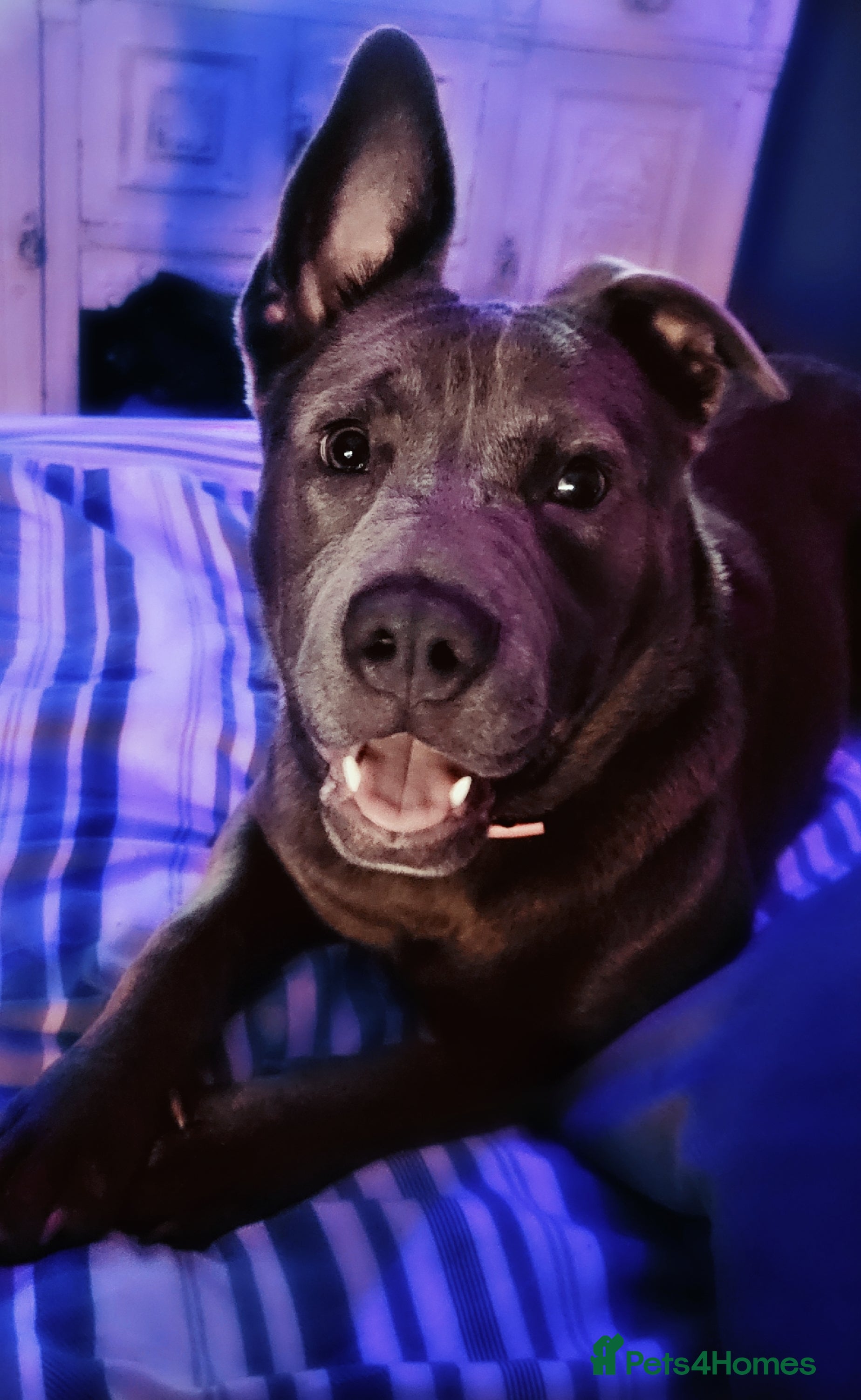 Mixed Breed dogs Mixed breed girl for sale - Advert 1