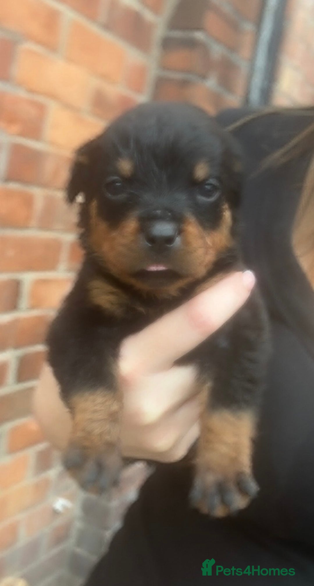Mixed Breed dogs for sale: Stunning Rottweiler cross Belgian malinois  - Image 13