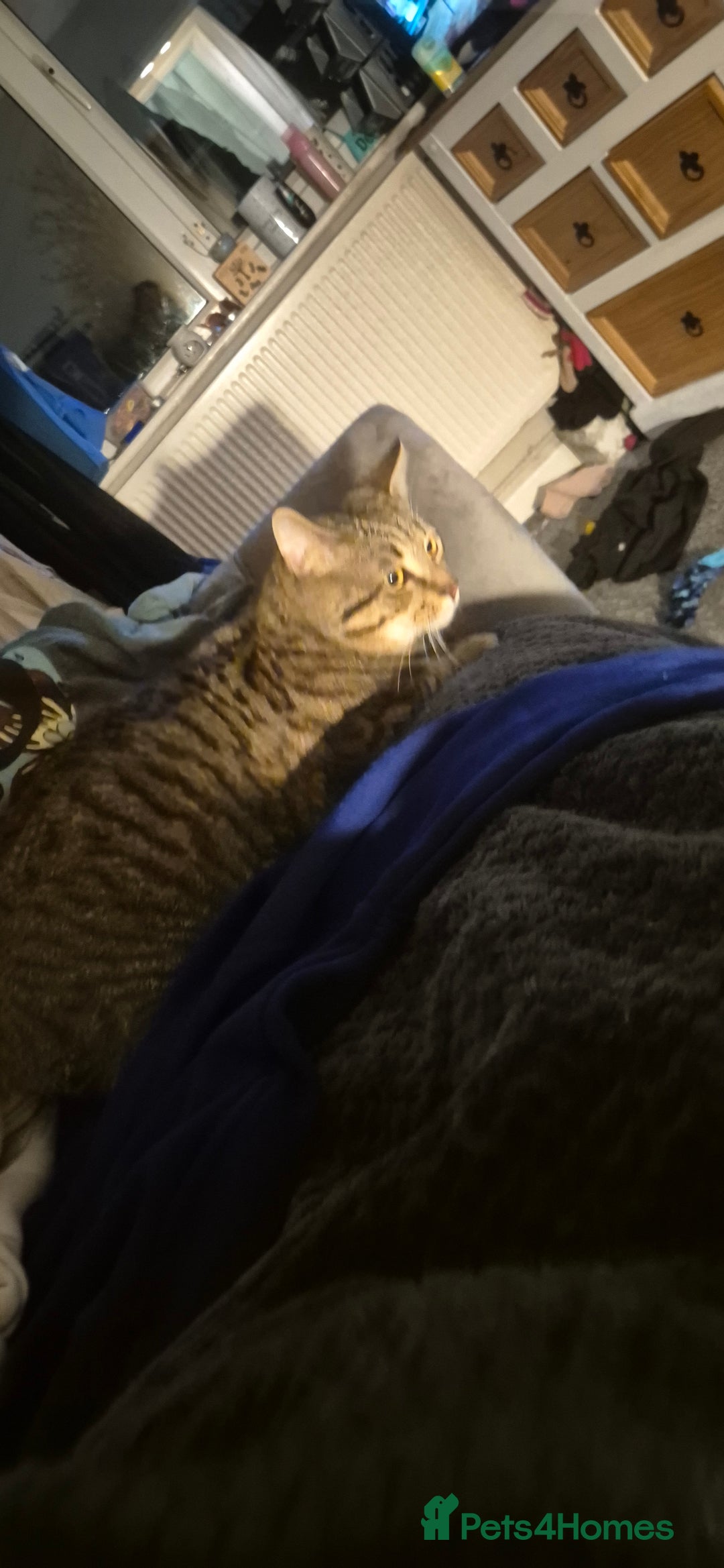 British Shorthair cats for sale: Beautiful male tabby  - Advert 3