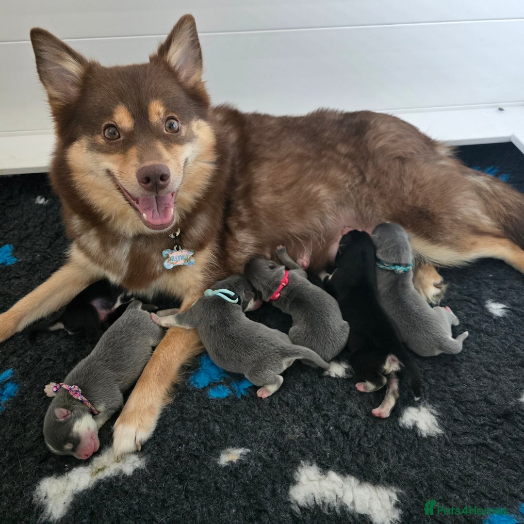 Pomsky dogs for sale: Stunning Pomsky Puppies  - Image 9