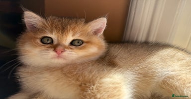 British Shorthair cats - Advert 3