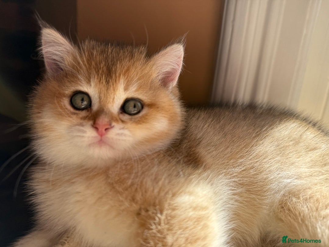 British Shorthair cats for sale: Champion line golden BSH - Image 3