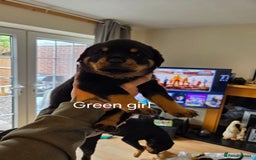 Rottweiler dogs for sale: Chunky Rottweiler puppies - Image 6
