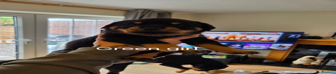 Rottweiler Puppy 5