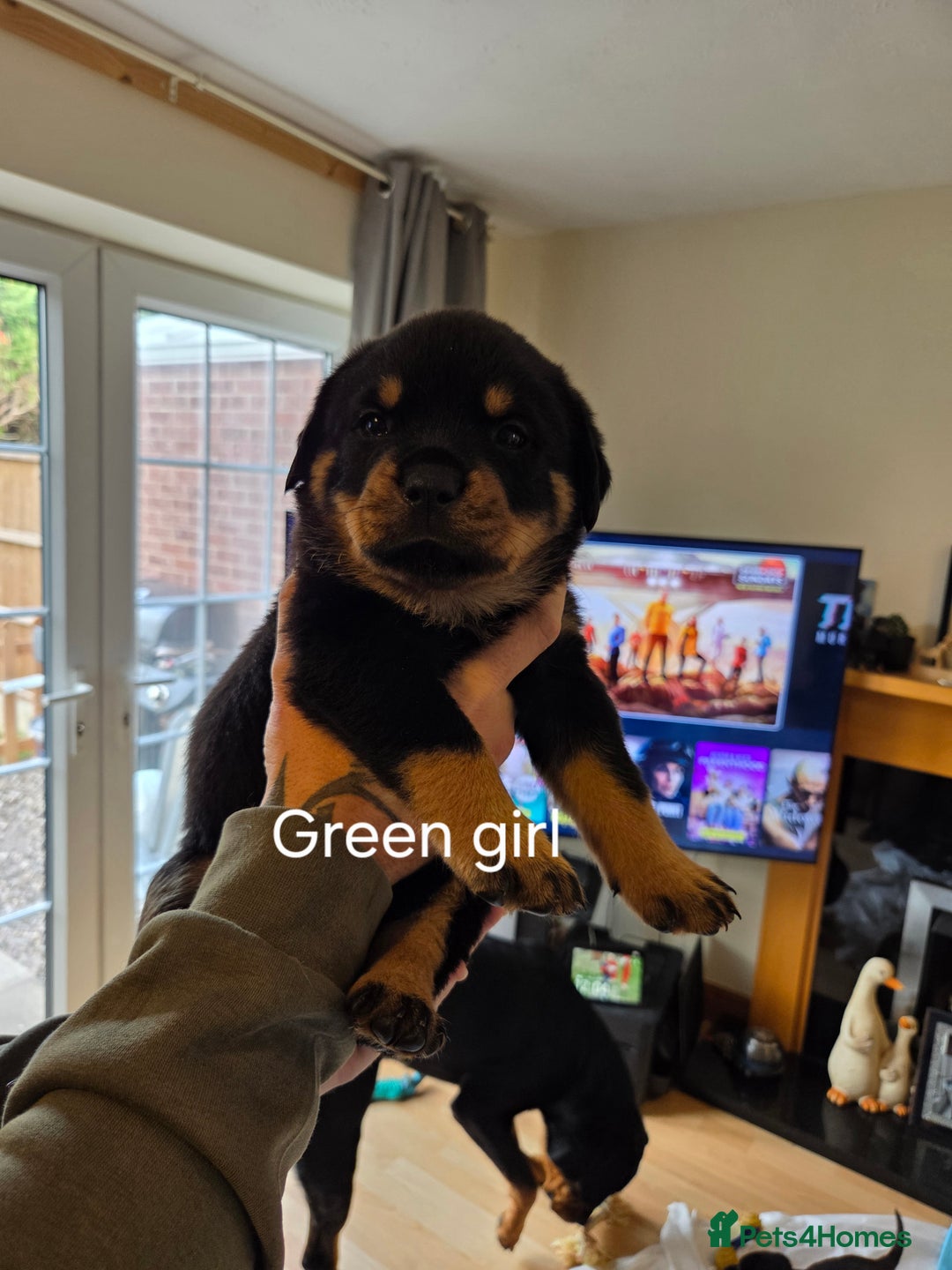 Rottweiler dogs for sale: Chunky Rottweiler puppies - Image 6