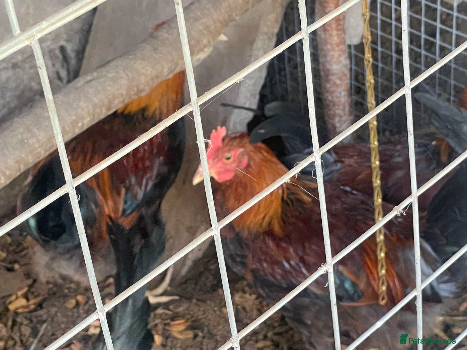 Chickens poultry Wellsummer cockerals - Advert 7