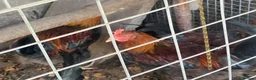 Chickens poultry for sale: Wellsummer cockerals in Shrewsbury - Advert 1