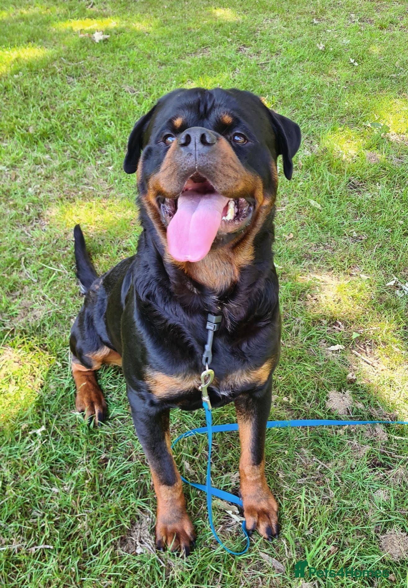 Rottweiler dogs Available stud limited time only! Serbian import - Advert 1