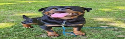 Rottweiler dogs for stud: Available stud limited time only! Serbian import - Advert 1