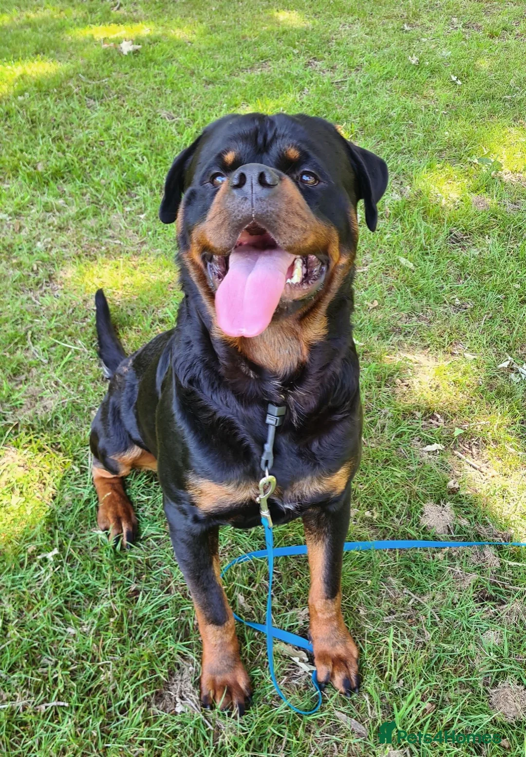 Rottweiler dogs for stud: Available stud limited time only! Serbian import - Advert 1