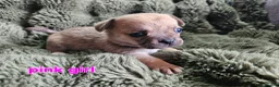Mixed Breed dogs for sale: 4 week old French bullhuahua puppies. in Alford - Advert 4