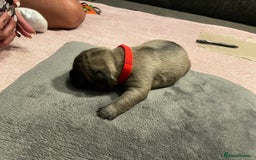 French Bulldog dogs for sale: 7 beautiful male French bull dog pups - Image 4