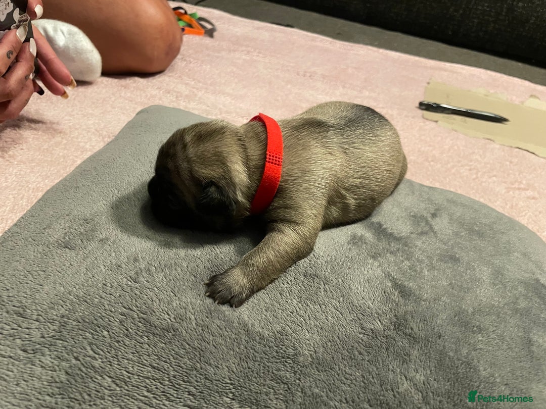 French Bulldog dogs for sale: 7 beautiful male French bull dog pups - Image 4