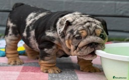 English Bulldog dogs for sale: Exceptional English Bulldog Puppies - Image 5