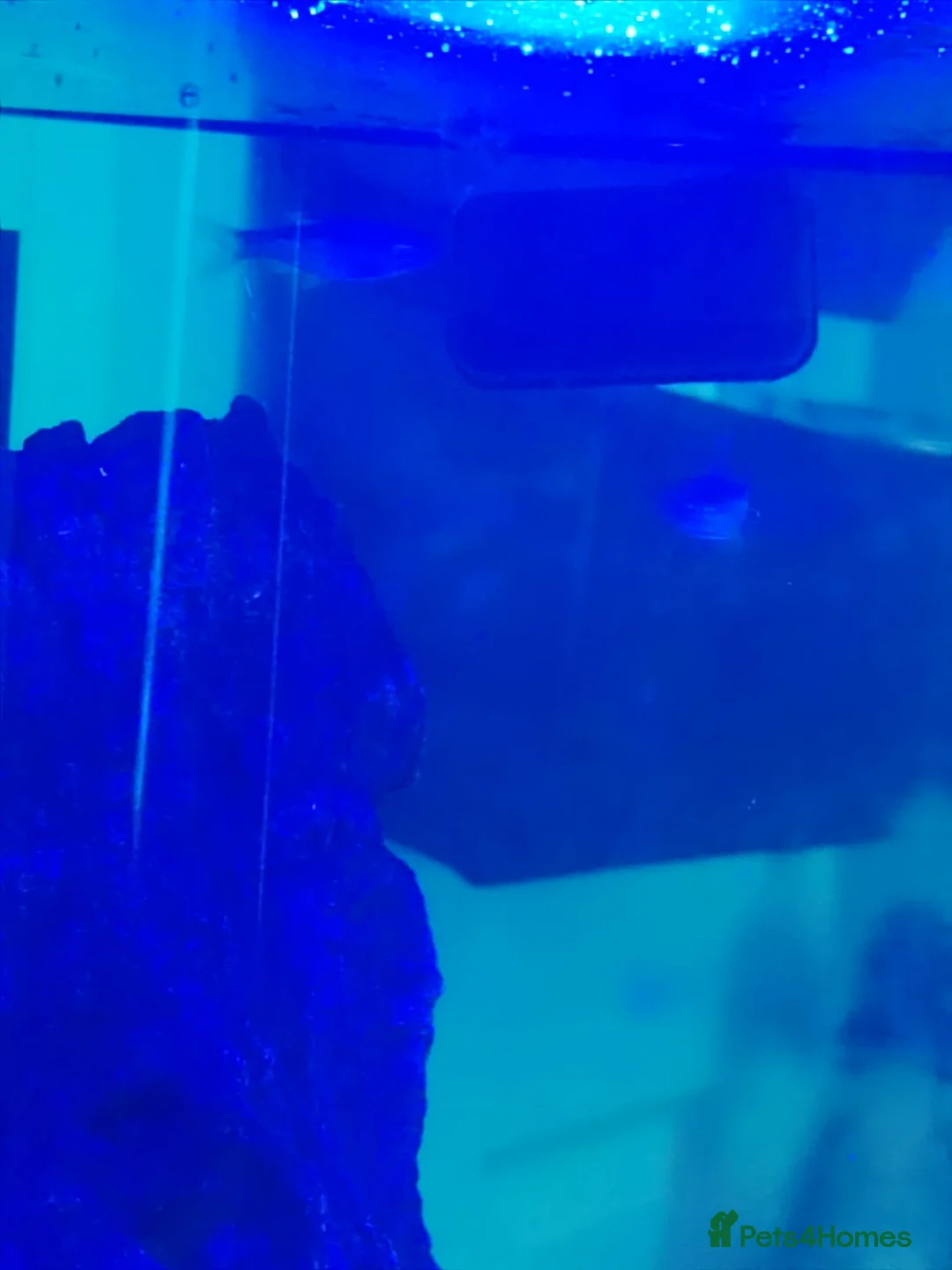 Tetras fish for sale: Tropical Fish Tank for Sale with Fish - Advert 2