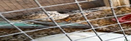 Quail poultry for sale: 3 CPQ Chinese painted quail hens  - Advert 4