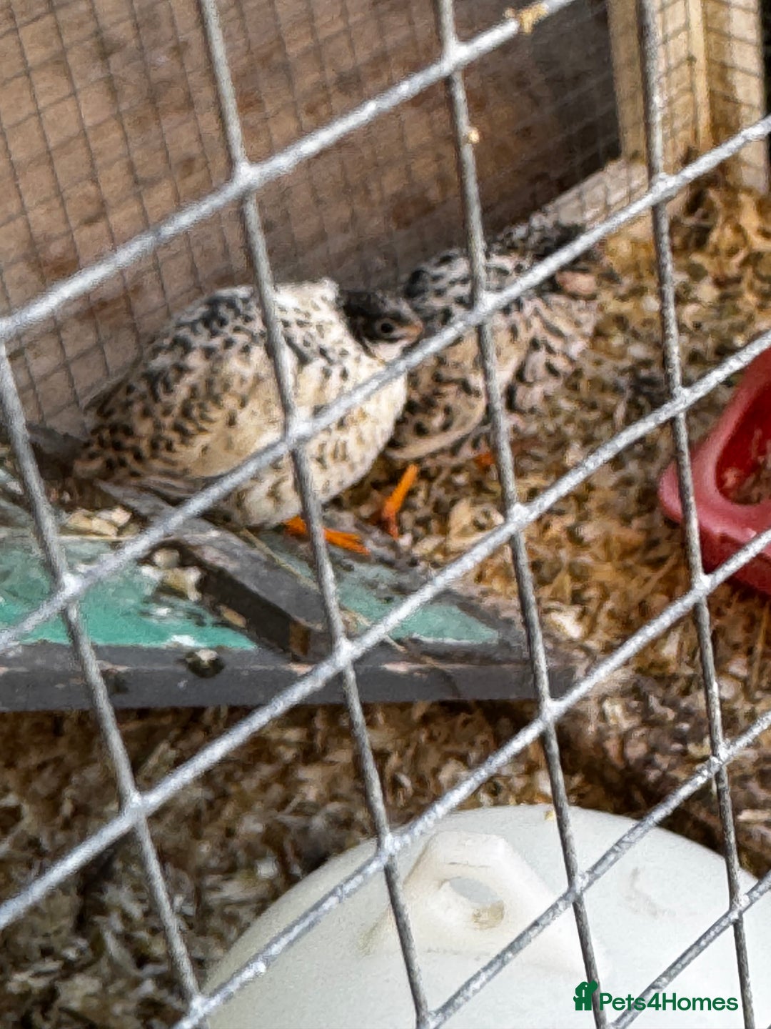 Quail poultry for sale: 3 CPQ Chinese painted quail hens  - Advert 4