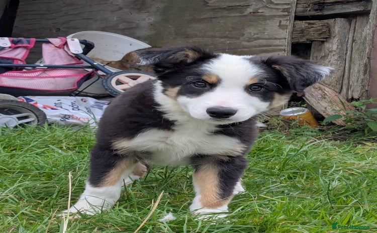 Border Collie dogs - Advert 2