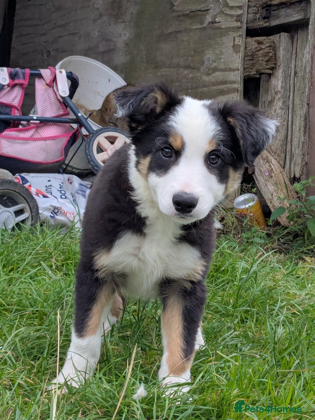 Border Collie dogs for sale: Border Collie Puppies  - Image 4