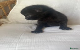 Mixed Breed cats for sale: Kittens - Image 3