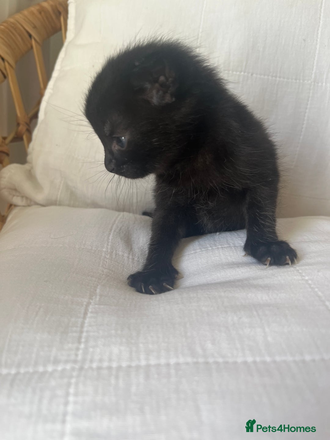 Mixed Breed cats for sale: Kittens - Image 3