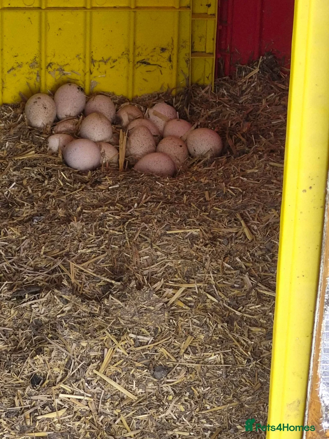 Turkeys poultry for sale: Poults due in May ready 8 weeks later in Bedford - Advert 1