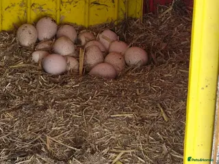 Turkeys poultry Poults due in May ready 8 weeks later - Advert 1