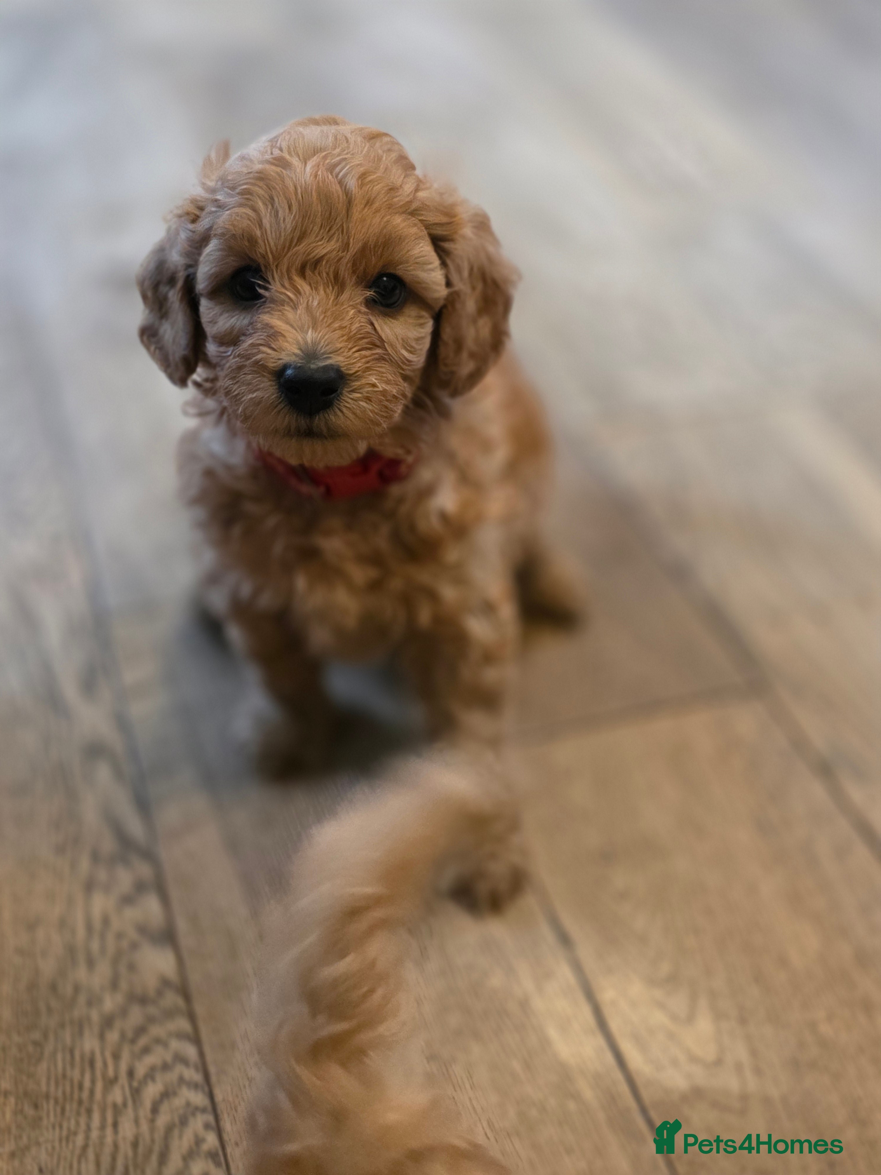 Cavapoo dogs Last female F1B Toy Cavapoo Puppies - Advert 15