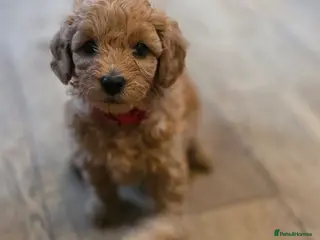 Cavapoo dogs Last female F1B Toy Cavapoo Puppies - Advert 15