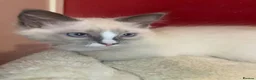 Ragdoll cats for sale: 2 Ragdoll brothers - Advert 1