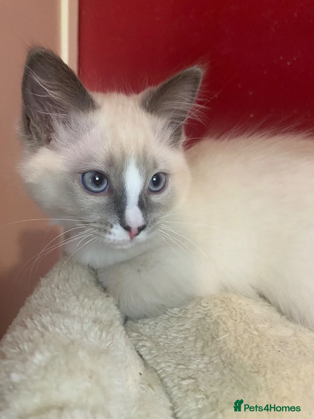 Ragdoll cats for sale: 2 Ragdoll brothers - Advert 1