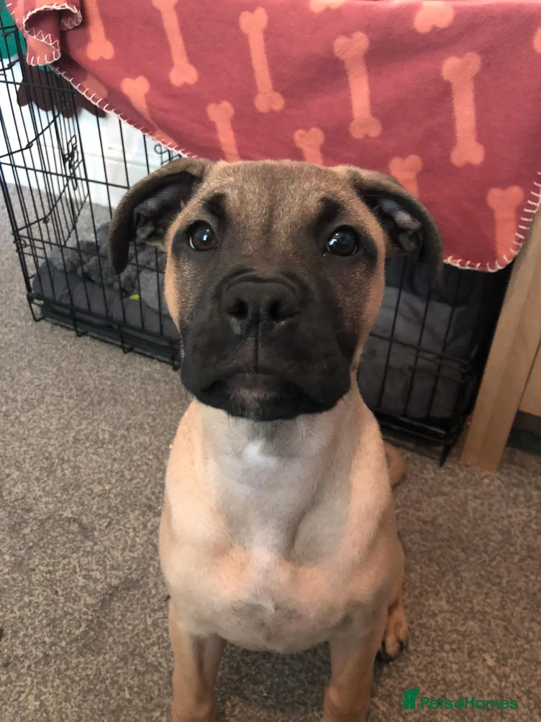 Mixed Breed dogs for sale: 6 month old female staffy x mastiff in Gloucester - Advert 2