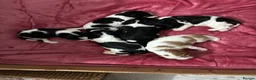 Cavalier King Charles Spaniel dogs for sale: Stunning puppies  in Oldham - Advert 5