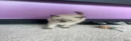 Ragdoll cats for sale: ❤️Beautiful Ragdoll Kittens❤️ in Brentwood - Advert 23
