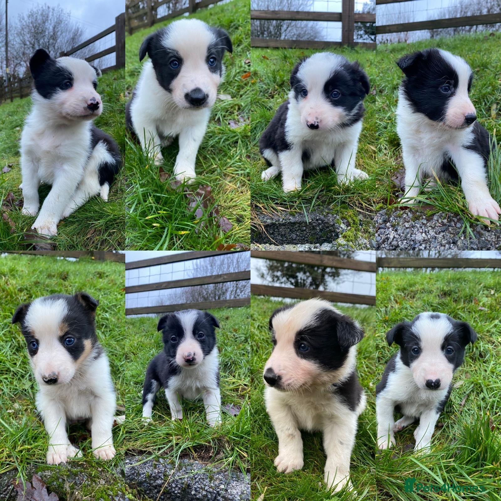 Border Collie dogs Border Collie Pups  - Advert 6