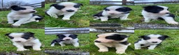 Border Collie dogs for sale: Border Collie Pups  - Advert 1