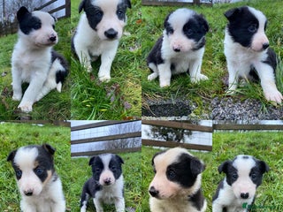 Border Collie dogs Border Collie Pups - Advert 1