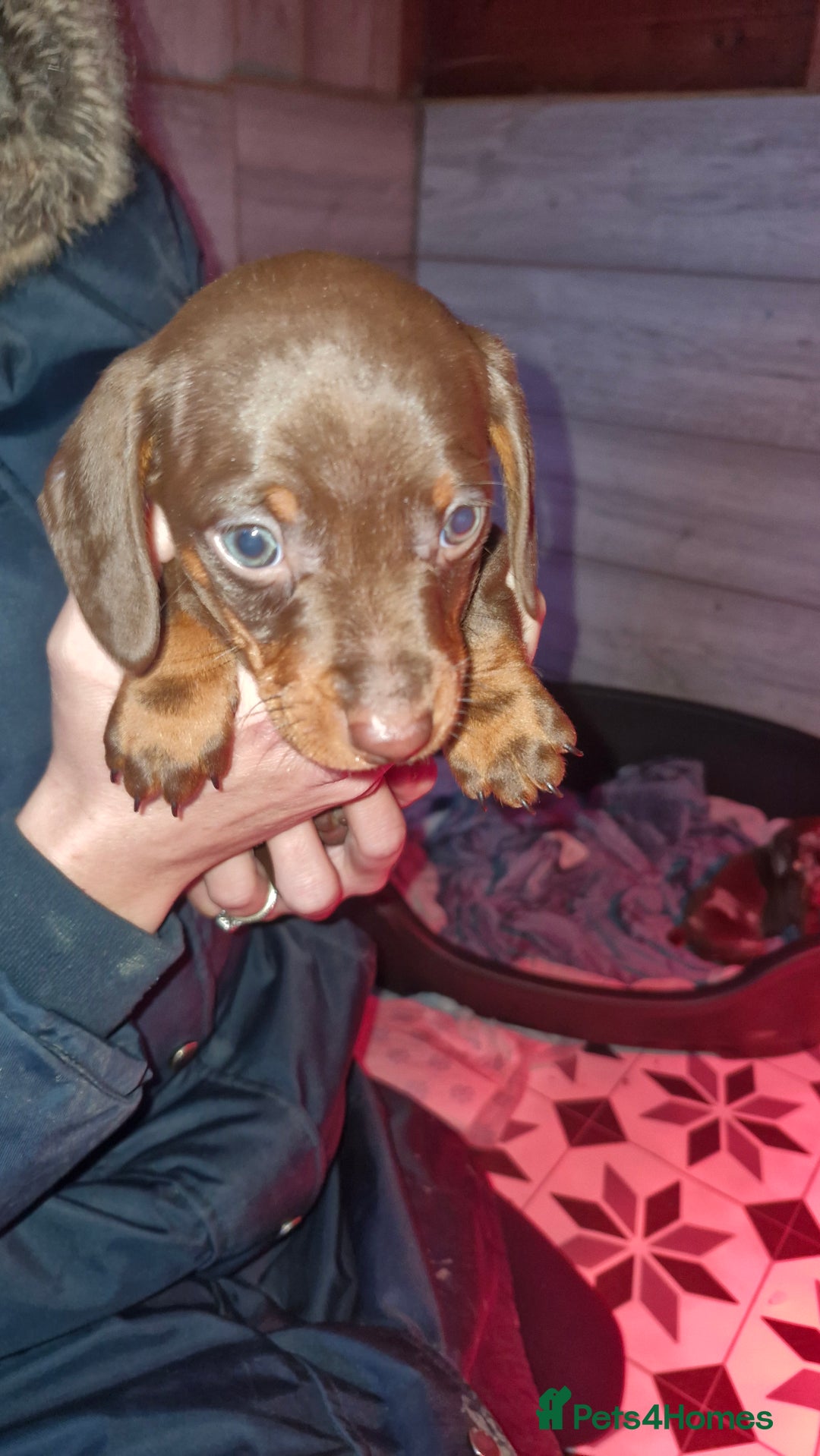 Miniature Dachshund dogs for sale: 3 beautiful mini sausages - Advert 4