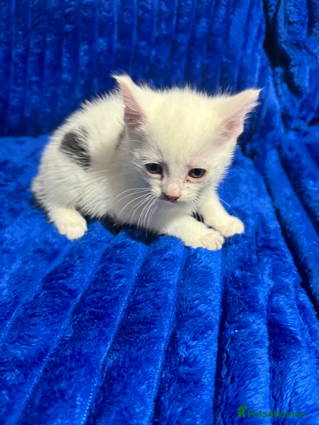 Mixed Breed cats for sale: Beautiful Male Kitten - Friendly & Playful - Advert 2