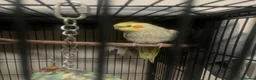 Cockatiels birds for sale: Tamed cockatiels - Advert 1