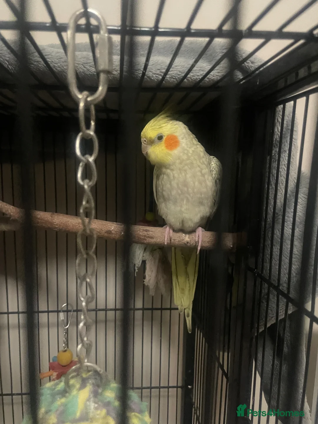 Cockatiels birds for sale: Tamed cockatiels - Advert 1