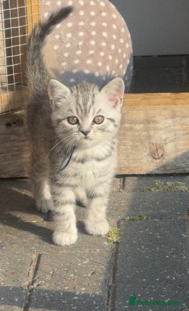 British Shorthair cats British shorthair silver spotted  - Advert 2