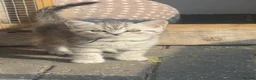 British Shorthair cats for sale: British shorthair silver spotted  - Advert 2