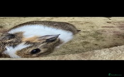 Guinea Pig rodents for sale: 2 male piggys for sale  - Image 2