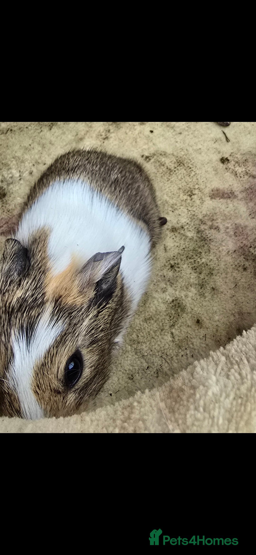 Guinea Pig rodents for sale: 2 male piggys for sale  - Image 2